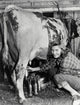 Portrait of a Young Woman Milking a Cow with a Milking Machine Fine Art Print