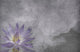 Lotus on Grunge Cloud Background Fine Art Print by Bruce Rolff