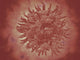 Microscopic View of Yellow Fever Virus Fine Art Print