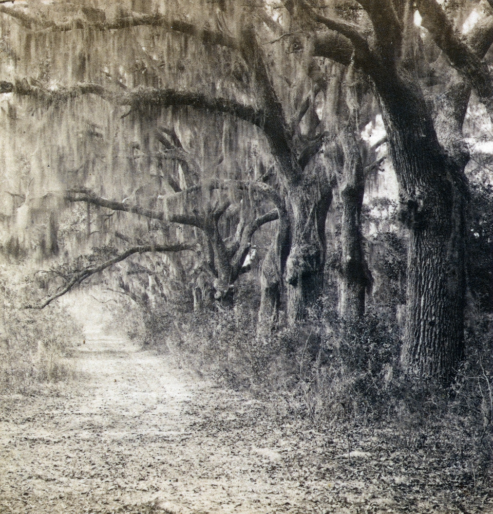 Georgia: Savannah C1863 Photograph by George Barnard | Poster Print