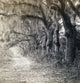 Georgia: Savannah C1863 Photograph by George Barnard | Poster Print