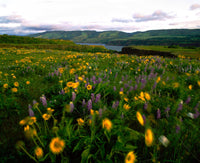 Wildflowers in the Columbia River Gorge Fine Art Print by Panoramic Images