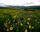 Wildflowers in the Columbia River Gorge Fine Art Print by Panoramic Images