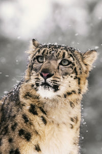 Close-Up Snow Leopard Fine Art Print by Tom Soucek