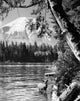 Deer in Spirit Lake, Mount St. Helens Fine Art Print