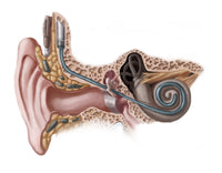 Cochlear Implant Illustration Fine Art Print by Spencer Sutton
