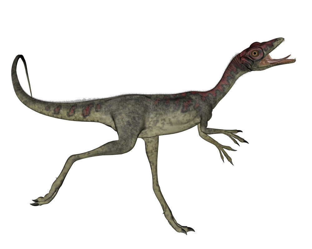 Compsognathus Running Dinosaur Poster Print - White Background
