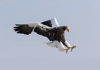 Steller's Sea Eagle Flying Fine Art Print by Darrell Gulin