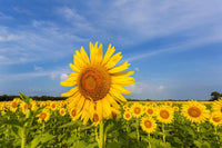 Sunflower Field at Sam Parr State Park Art Print by Richard & Susan Day