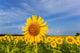 Sunflower Field at Sam Parr State Park Art Print by Richard & Susan Day