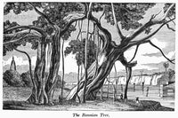 India: Banyan Tree Fine Art Print - Wood Engraving, 19th Century