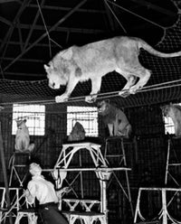 Circus Animal Trainer with Lions Fine Art Print