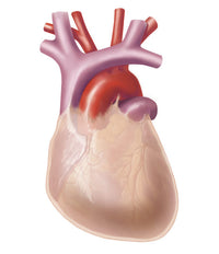 Human Heart with Pericardium Fine Art Print by TriFocal Communications