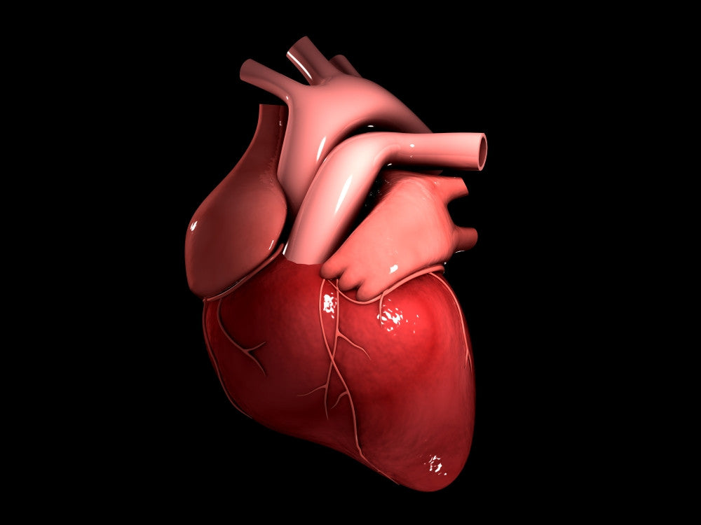 Conceptual Human Heart Fine Art Print - Available in Multiple Sizes