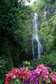 Hawaii, Maui Wailua Waterfall and Rainforest Fine Art Print