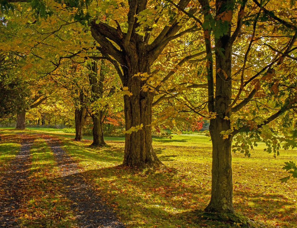 Maple Trees in Autumn Driveway - Fine Art Print by David Chapman