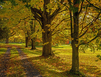 Maple Trees in Autumn Driveway - Fine Art Print by David Chapman