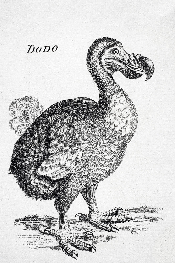 18th Century Dodo Bird Drawing Fine Art Print