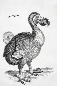 18th Century Dodo Bird Drawing Fine Art Print