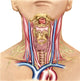 Anatomy of Human Neck Fine Art Print by Stocktrek Images