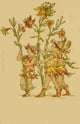 Flower Fairies from A Masque Of Flowers Fine Art Print by Mary Evans Picture Library