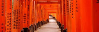 Tunnel of Torii Gates at Fushimi Inari Shrine Poster Print by Panoramic Images