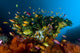 Reef Scene with Anthias Fish Fine Art Print by Bruce Shafer