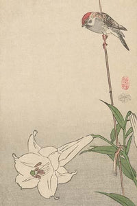Small Bird on Lily Plant Fine Art Print by Baison