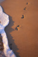 Close-Up of Footprints in the Sand Along Shoreline Fine Art Print