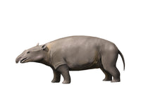 Moeritherium Eocene Epoch Fine Art Print by Nobumichi Tamura