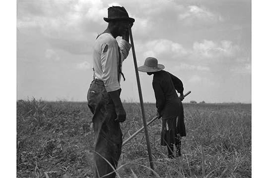 Cotton Sharecroppers Fine Art Print by Dorothea Lange