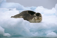 Leopard Seal Laying on Ice Pack Art Print by Tom Soucek