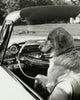 Golden Retriever in Convertible Car Fine Art Print