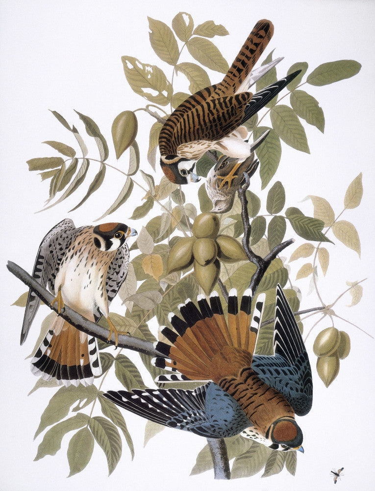 Audubon American Kestrel Fine Art Print | Posterazzi