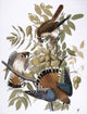 Audubon American Kestrel Fine Art Print | Posterazzi