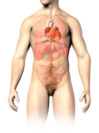 Male Anatomy of Internal Organs Fine Art Print by Leonello Calvetti