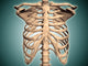 Close-Up View of Human Rib Cage Fine Art Print