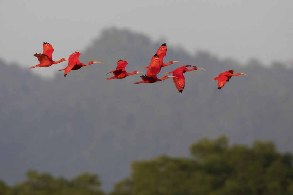 Scarlet Ibis Flock Fine Art Print by Ken Archer