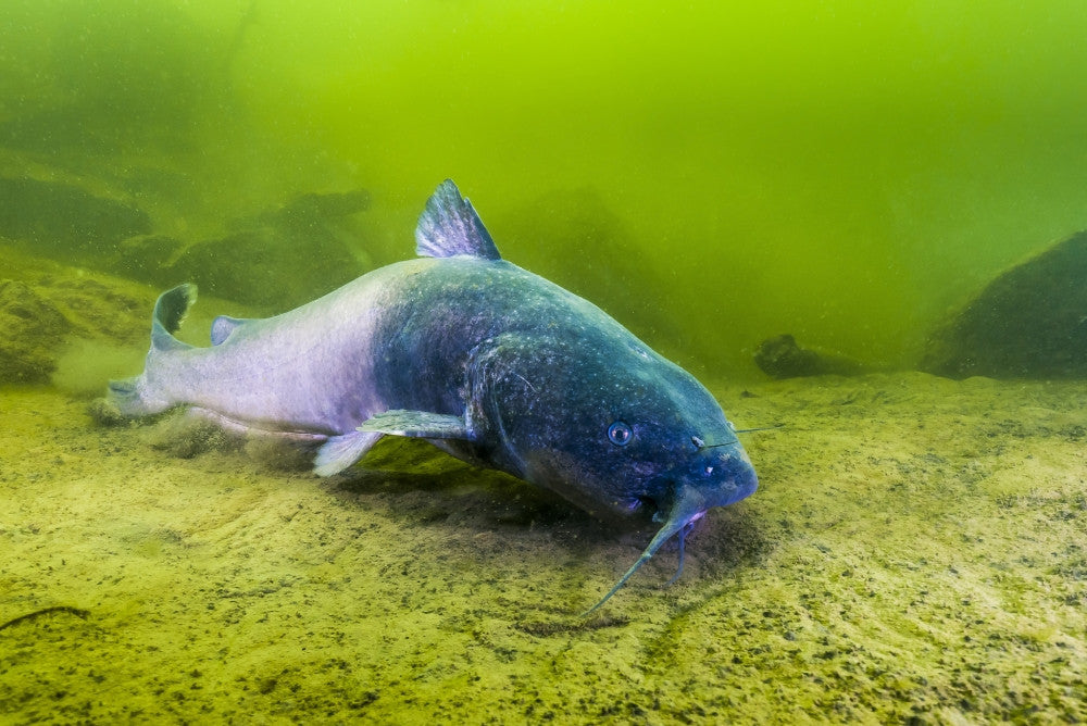 Blue Catfish Fine Art Print - Kansas Quarry Scene by Jennifer Idol