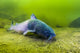 Blue Catfish Fine Art Print - Kansas Quarry Scene by Jennifer Idol