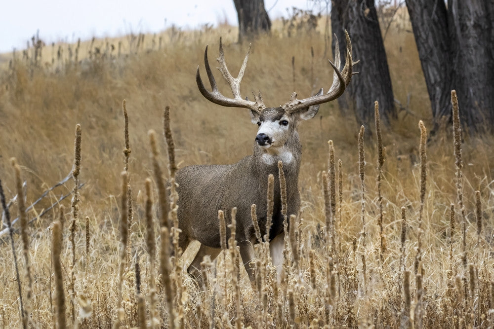 Mule Deer Buck Fine Art Print by Vic Schendel - Denver, CO