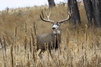 Mule Deer Buck Fine Art Print by Vic Schendel - Denver, CO
