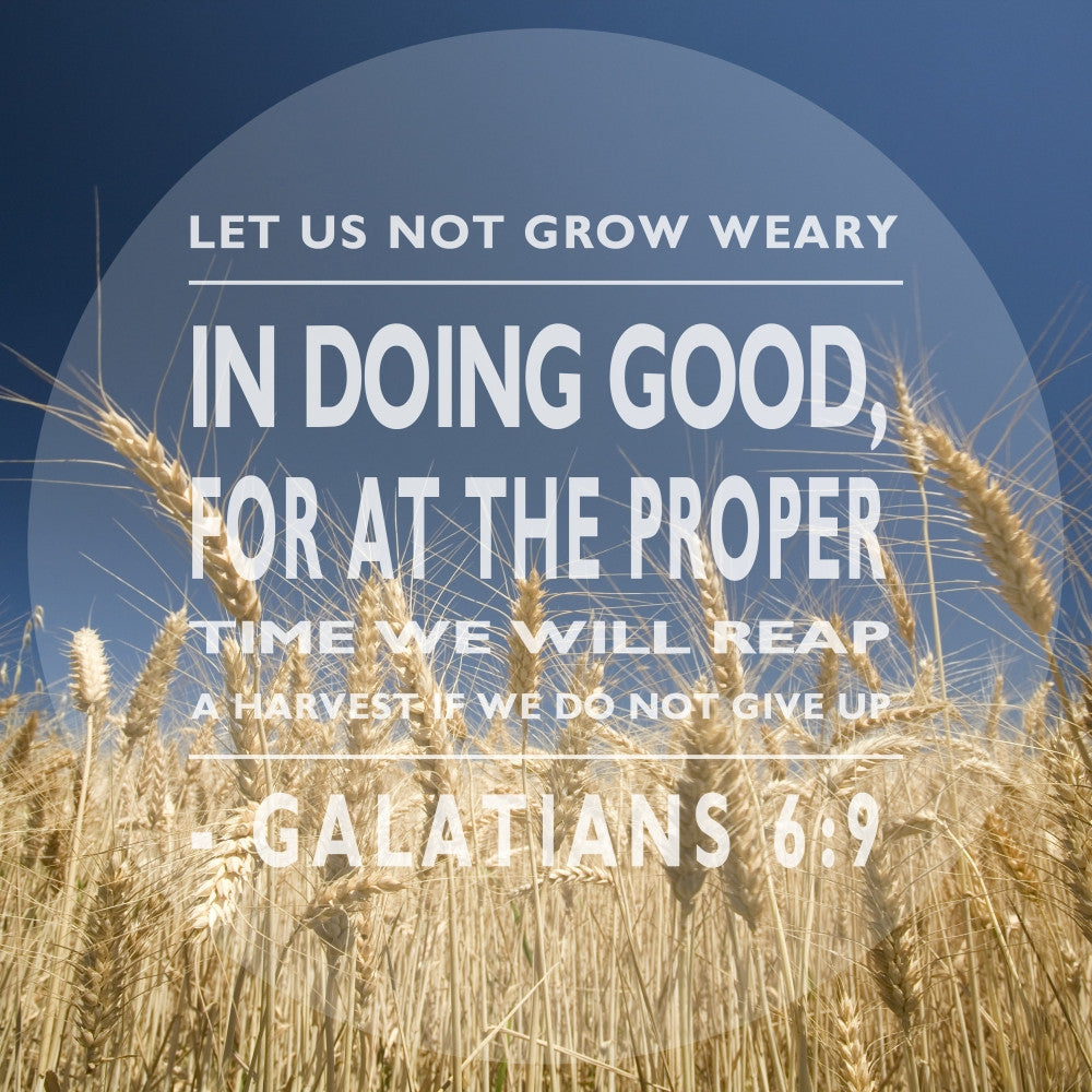Grain Field Under Blue Sky with Galatians 6:9 Scripture Print by Tim Antoniuk