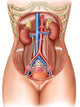 Anatomy of Human Organs Fine Art Print | Posterazzi