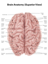Human Brain Anatomy - Superior View Fine Art Print by Alan Gesek