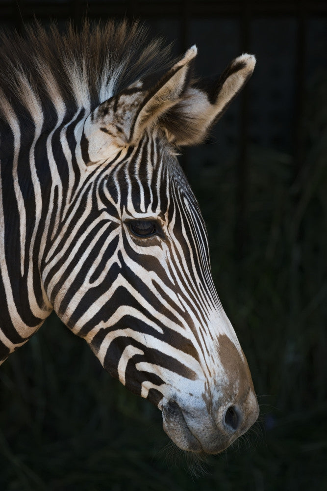 Close-Up Profile of Grevy's Zebra Fine Art Print by Nick Dale