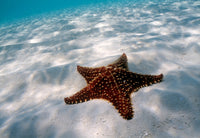 Starfish on Beach Fine Art Print by Panoramic Images