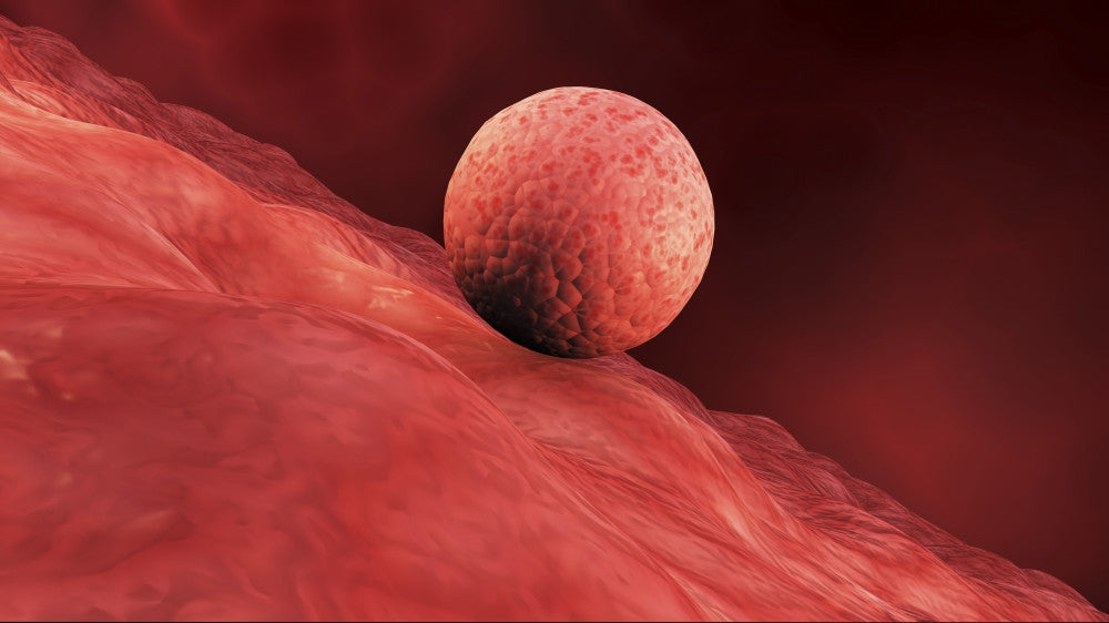 Biomedical Embryo Implantation Illustration Fine Art Print