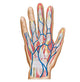 Anatomy of the Human Hand Poster Print - Fine Art by StockTrek Images