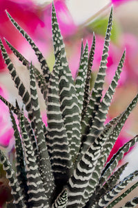 Zebra Plant Succulent Fine Art Print by Jaynes Gallery - Colorado